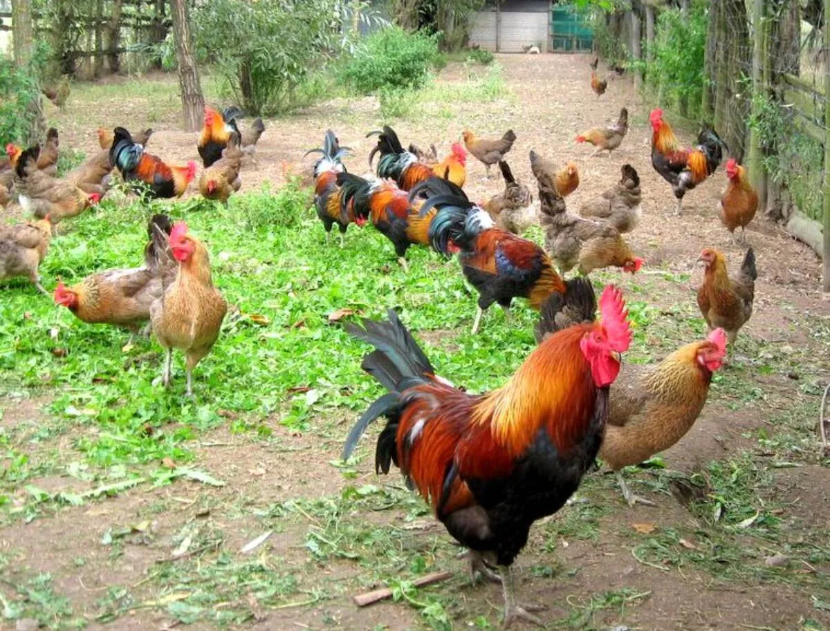 Stado kur zielononóżek, w tym koguty o barwnym upierzeniu, pasie się na zielonej trawie. Hodowla tych pięknych ptaków.