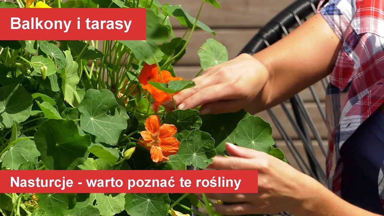 Zdjęcie Kiedy siać nasturcje do gruntu, aby uniknąć mrozu i cieszyć się kwitnieniem