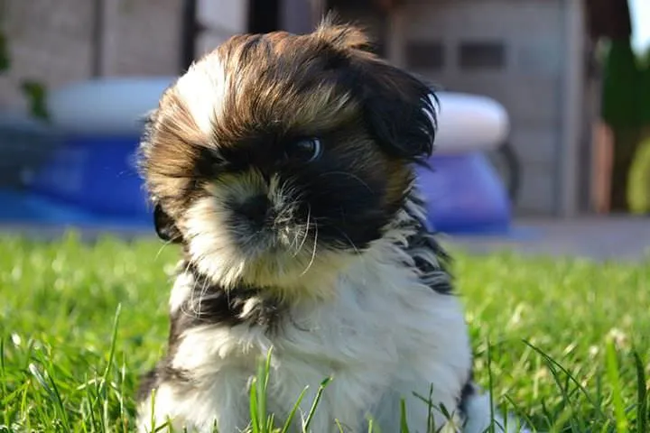 shih tzu szczeniak charakterystyczny pyszczek