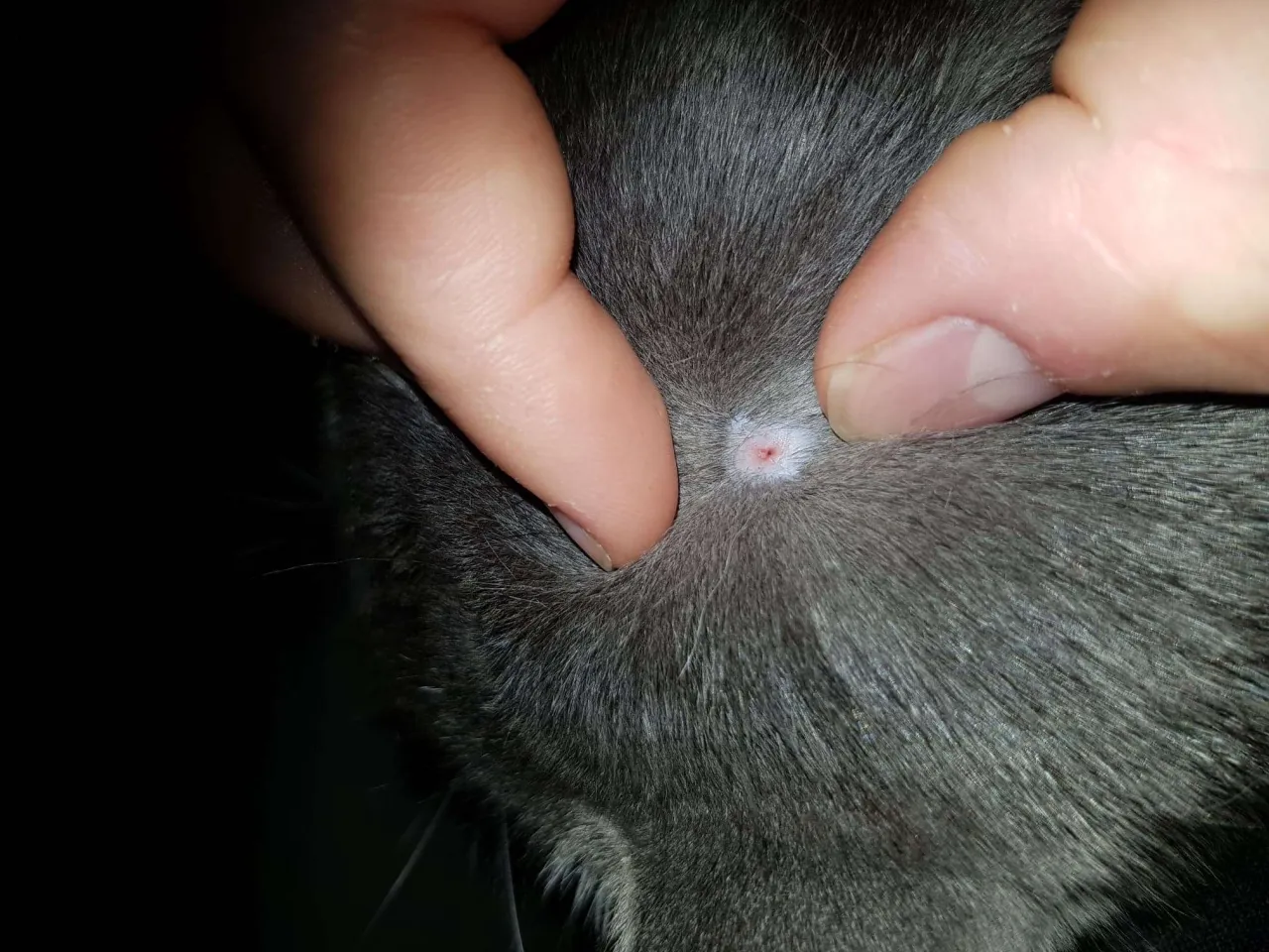 Kot po usunięciu kleszcza rana