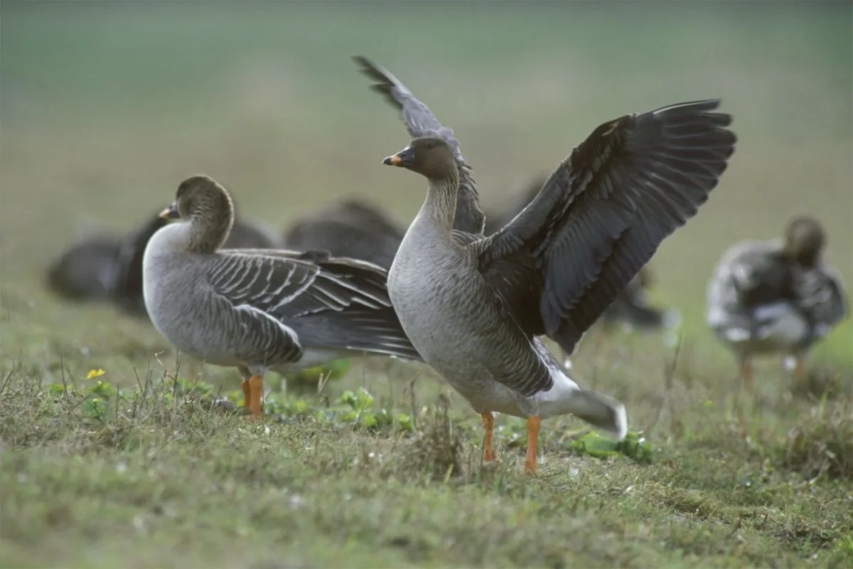 Park Narodowy Ujście Warty ptaki