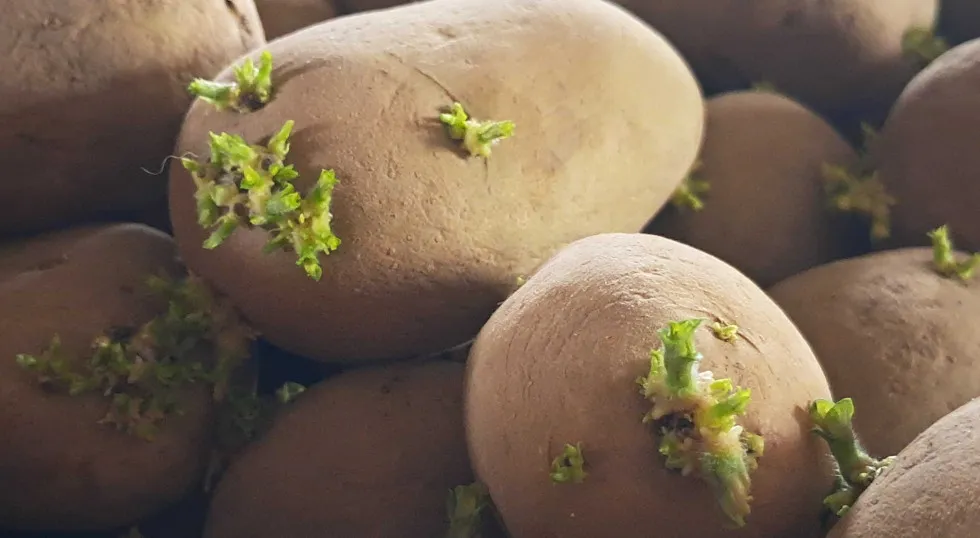 ziemniaki z kiełkami zielone solanina