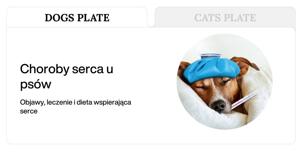 pies z chorobą serca endokardioza