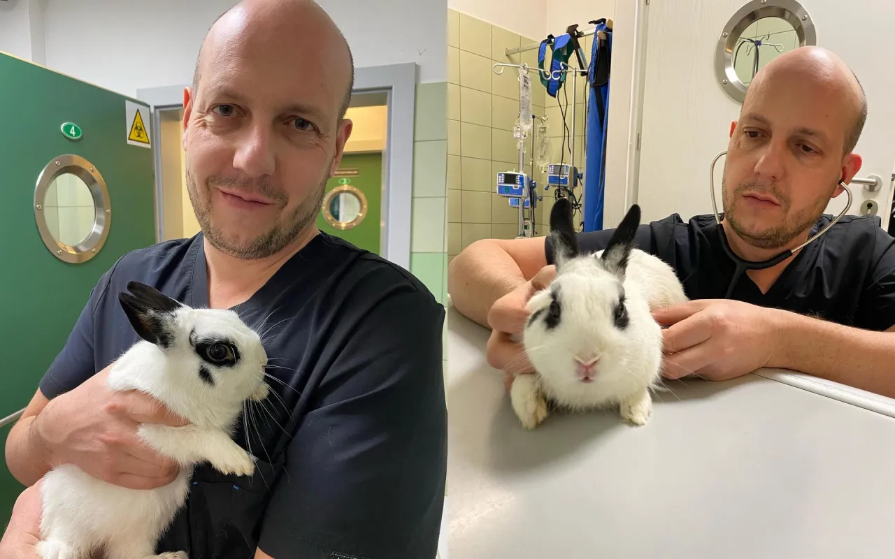 królik u weterynarza koszty