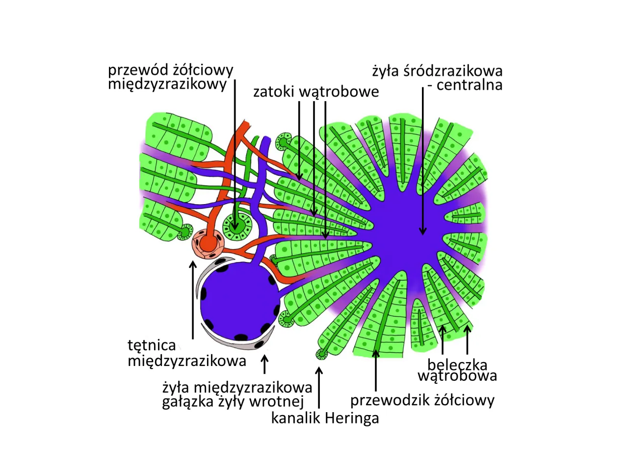 schemat budowy wątroby i jej położenie w organizmie