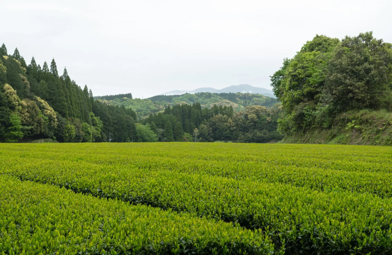 zacienione pola herbaty matcha