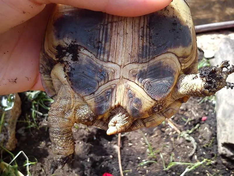 ogon żółwia samiec samica porównanie