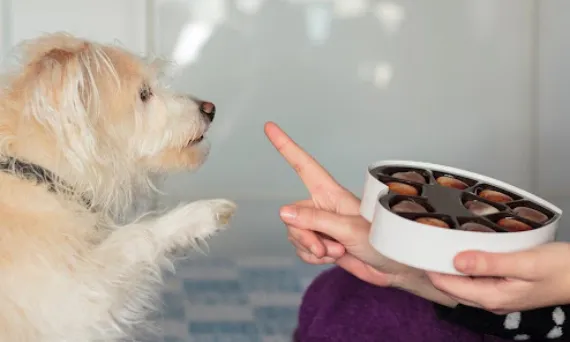 pies i czekolada niebezpieczeństwo