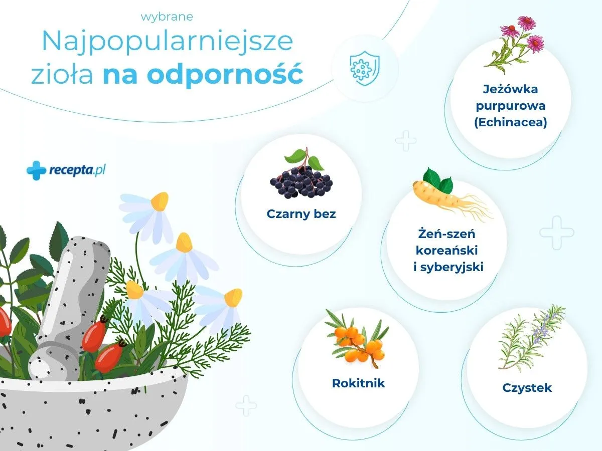 Najpopularniejsze zioła na odporność: jeż&oacute;wka, czarny bez, żeń-szeń, rokitnik, czystek. Dowiedz się, co brać na odporność!