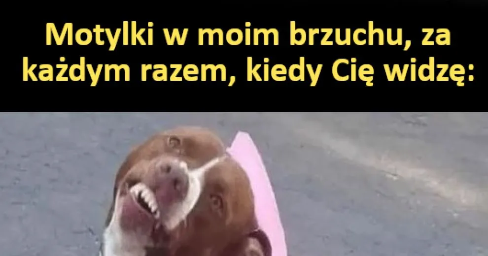 motylki w brzuchu memy ćmy