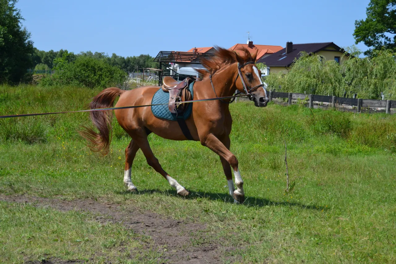 pole widzenia konia schemat