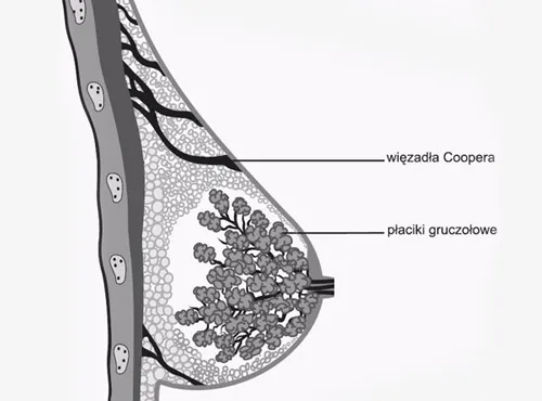 anatomia piersi więzadła Coopera