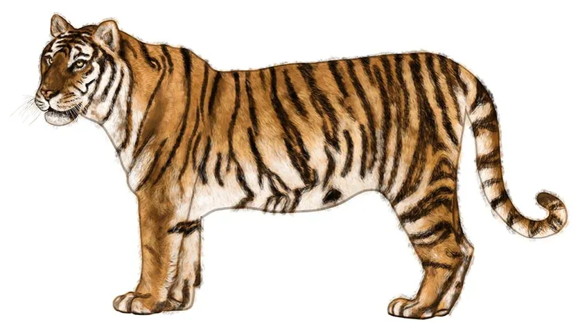 Tiger malen Farben einfach