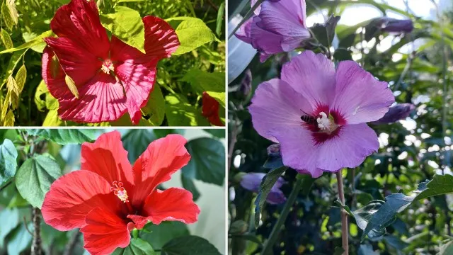 hibiskus syryjski vs hibiskus bylinowy por&oacute;wnanie