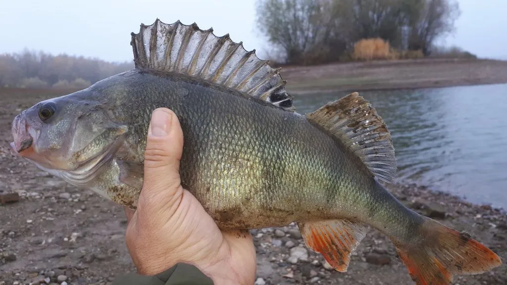 najpopularniejsze ryby drapieżne w Polsce na spinning