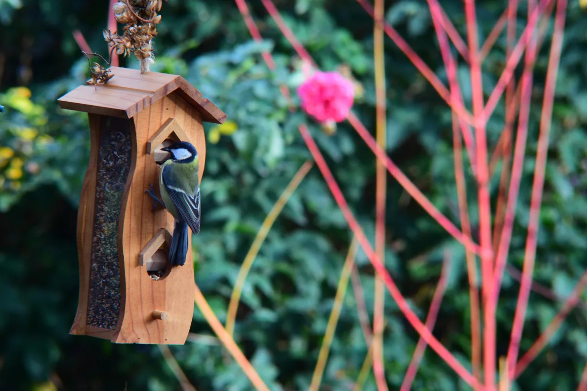 karmnik dla dzięcioła pionowy