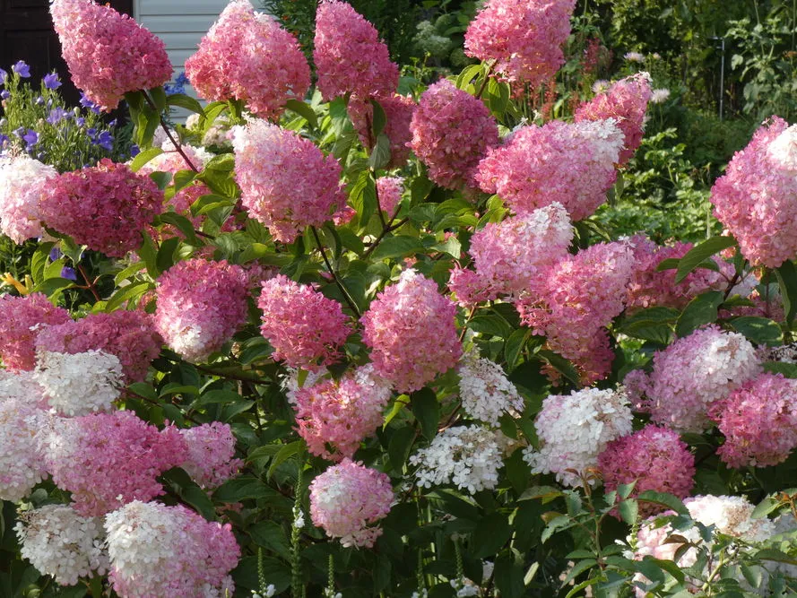 Różne typy hortensji: bukietowa, ogrodowa, krzewiasta