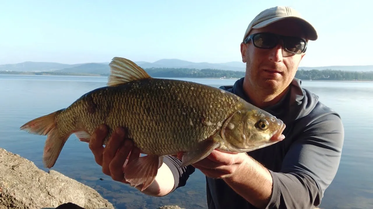 Jezioro Żywieckie wędkarstwo