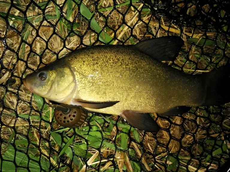ryby łowione na feeder