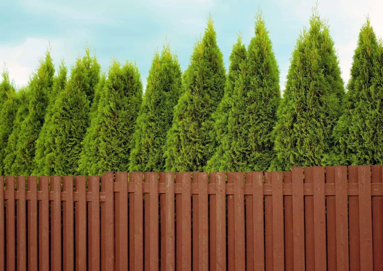 Odległość sadzenia tui od płotu sąsiada