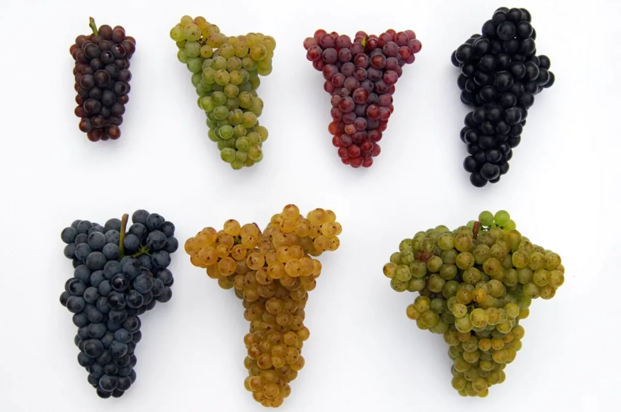 popularne szczepy win na wesele, butelki wina białego i czerwonego