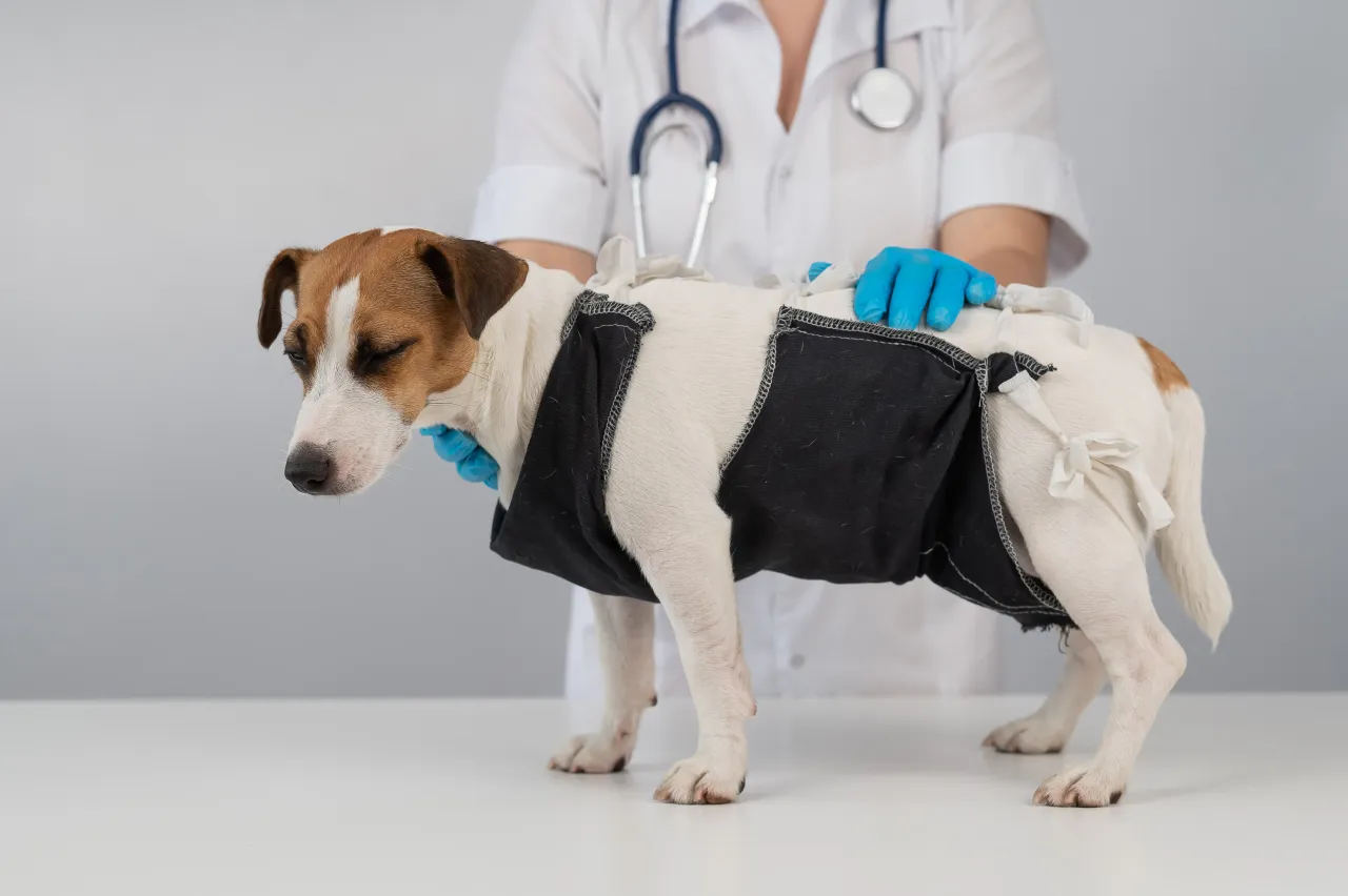 Choroby prostaty u psów rodzaje