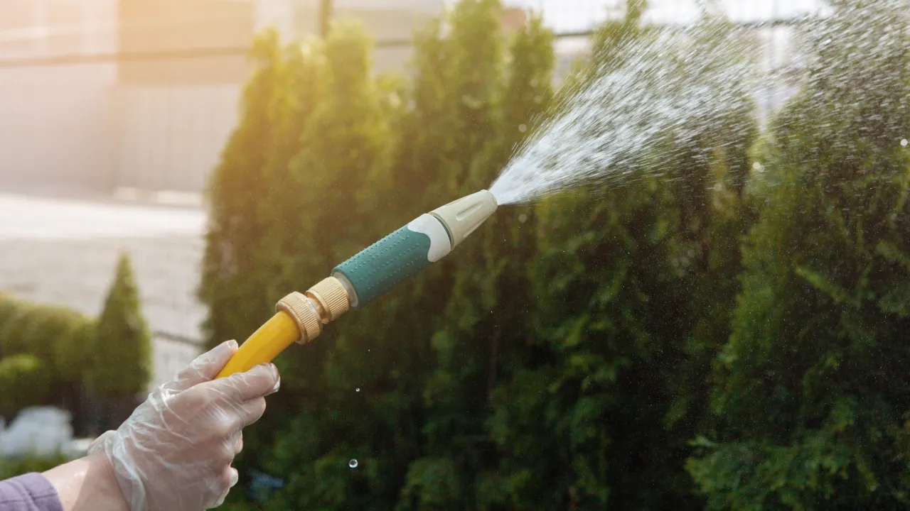 Młode tuje świeżo posadzone