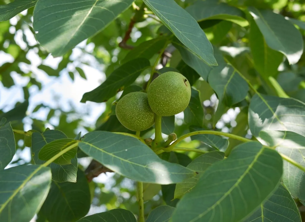 kwiaty męskie i żeńskie orzecha włoskiego