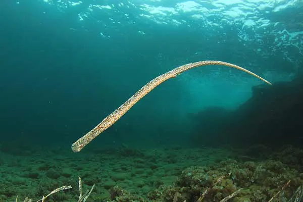 Iglicznia Syngnathus typhle w Bałtyku