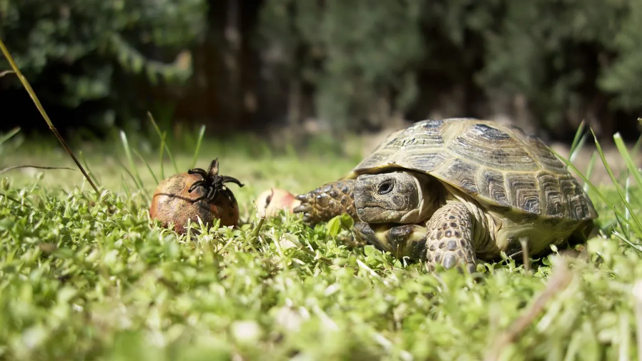 Żółw wodno-lądowy jedzący rośliny wodne