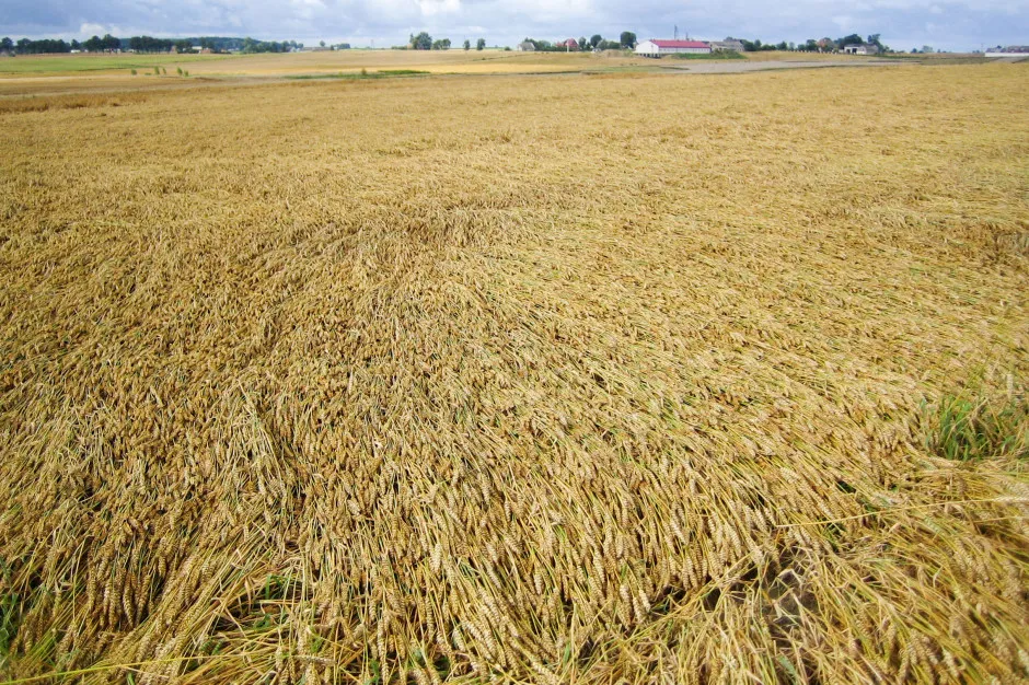 zboże po wyleganiu, uszkodzone pole owsa