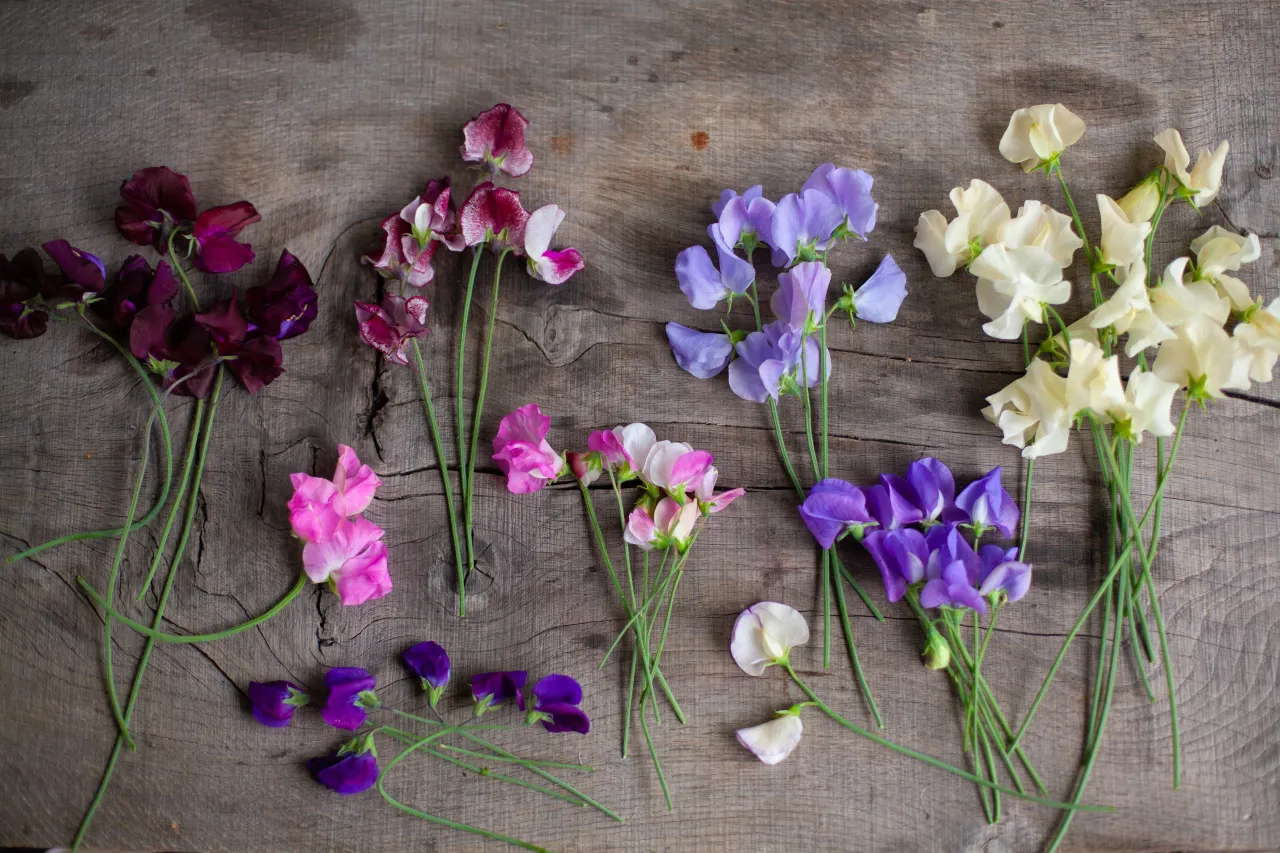 Bukiet pachnącego groszku w odcieniach fioletu, r&oacute;żu i bieli na drewnianym tle. Dowiedz się, jak przycinać groszek pachnący, aby cieszyć się jego pięknem.