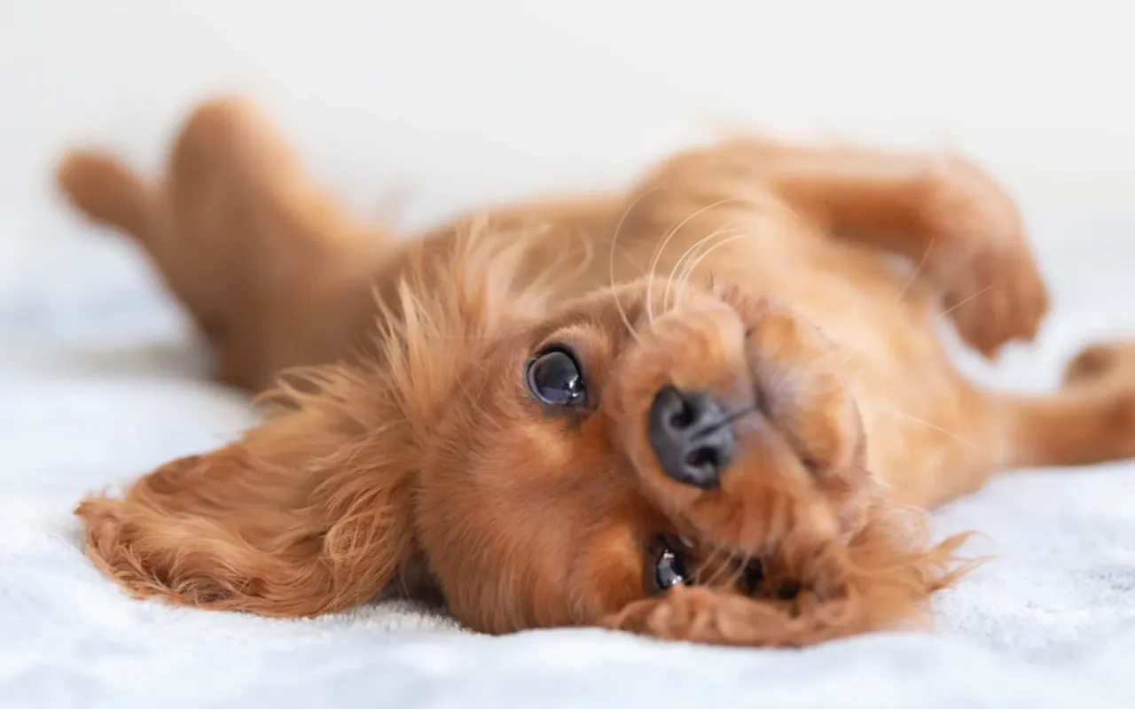 Harmonogram odrobaczania szczeniaka, kalendarz odrobaczeń