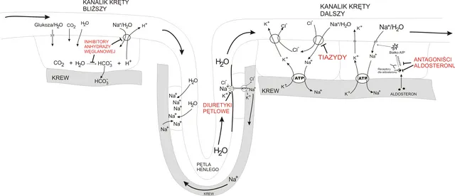 mechanizm działania diuretyków
