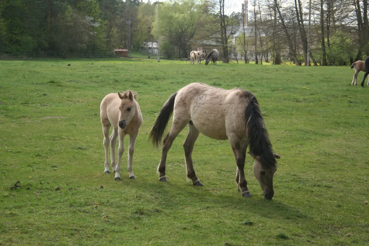 Stawy Echo koniki polskie