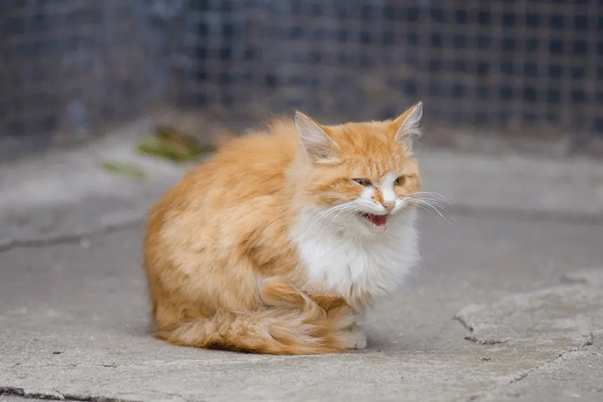 Kotka zestresowana objawy