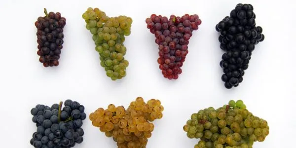 r&oacute;żne szczepy winogron czerwonych