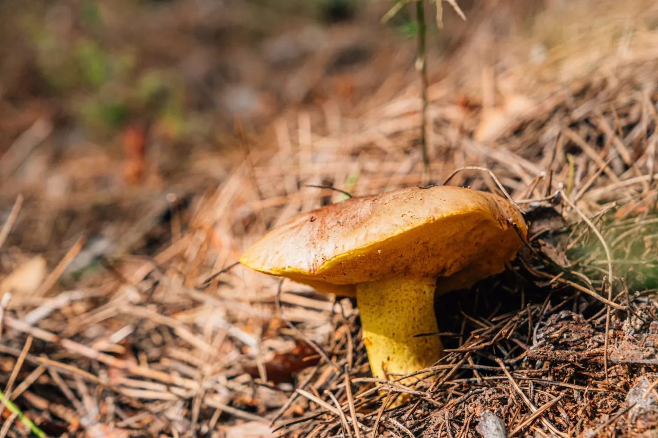 Piękny maślak w lesie, gotowy do zbioru i mrożenia. Dowiedz się, jak mrozić grzyby maślaki, by cieszyć się ich smakiem przez cały rok.