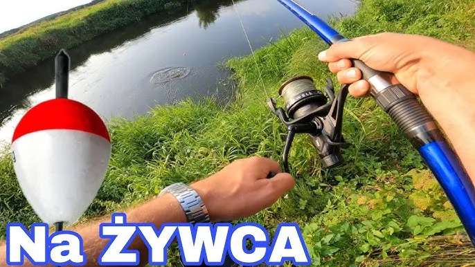 spławik na żywca w rzece a w jeziorze