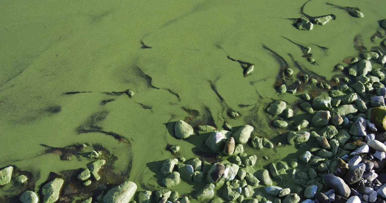 Bałtyk zakwit wody sinice bruzdnice