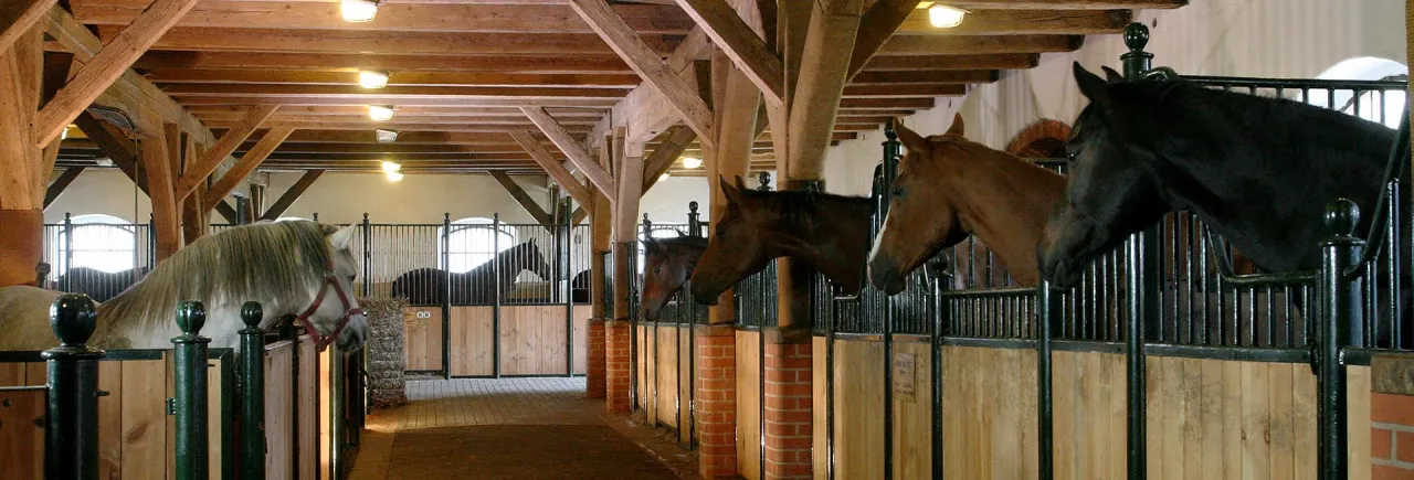 Stadnina koni Galiny