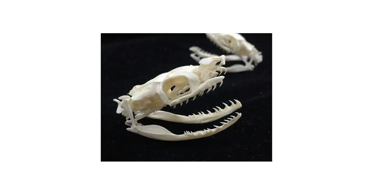 kinetyczna czaszka węża rentgen