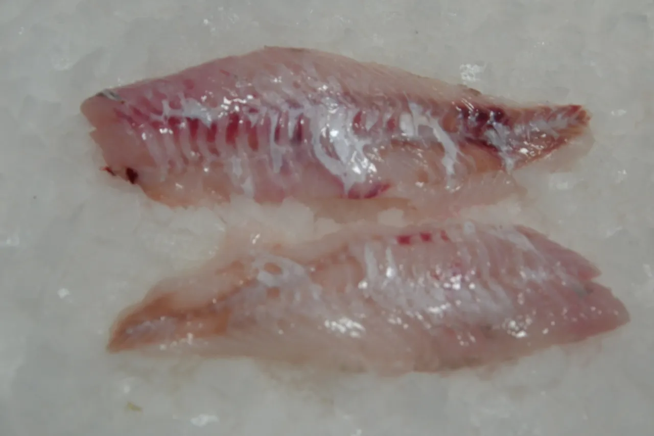 świeży karmazyn na lodzie