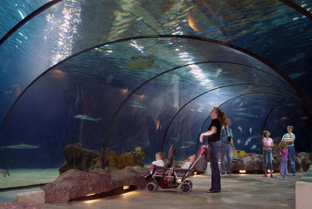 Oceanarium Rotterdam tunel rekiny