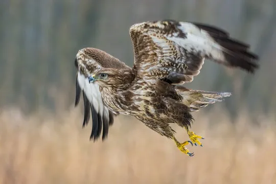 różnorodne ptaki drapieżne w locie
