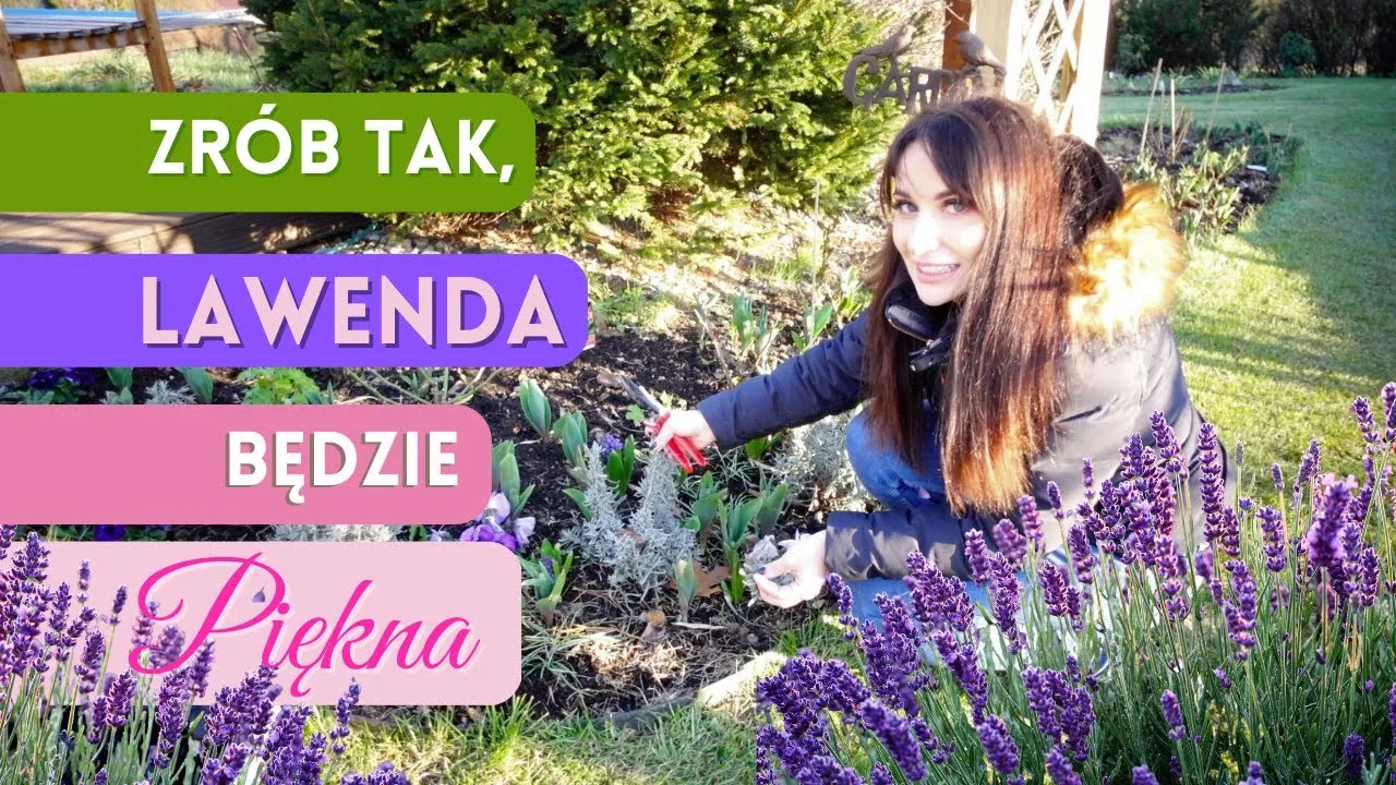 przycinanie młodej i starej lawendy por&oacute;wnanie