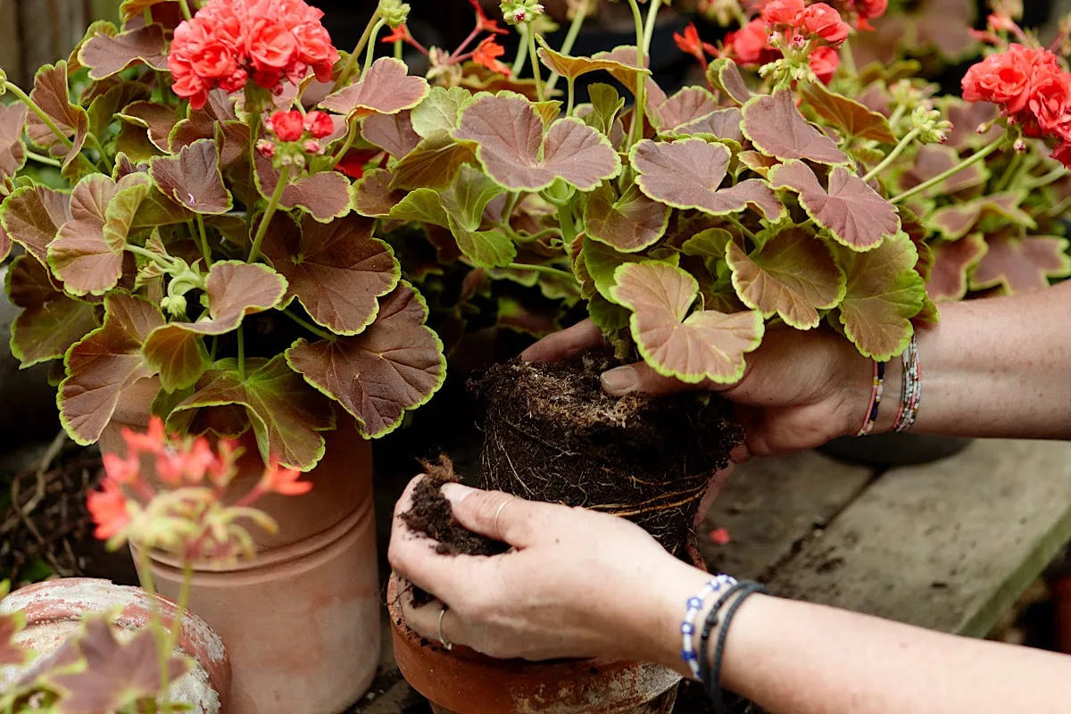 Pielęgnacja pelargonii w gruncie