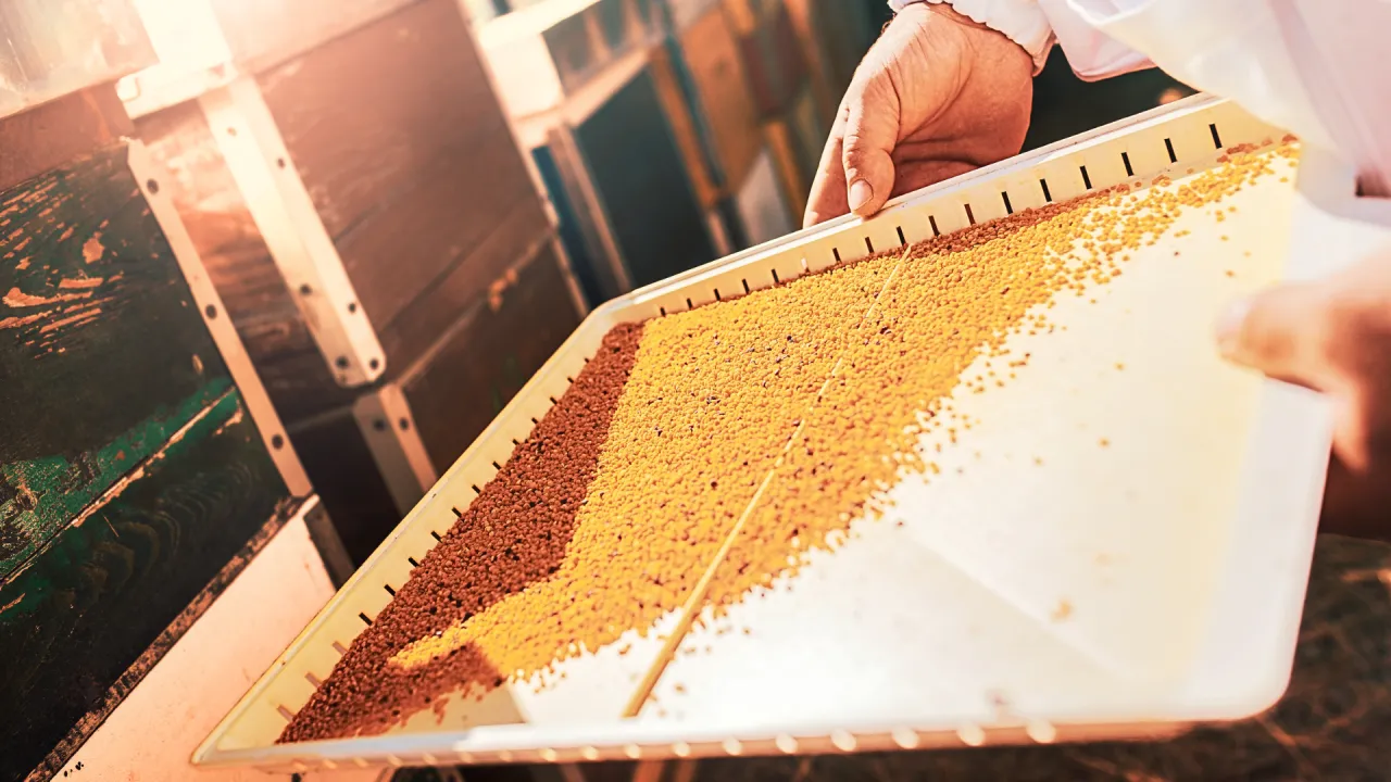 Jakość pyłku pszczelego