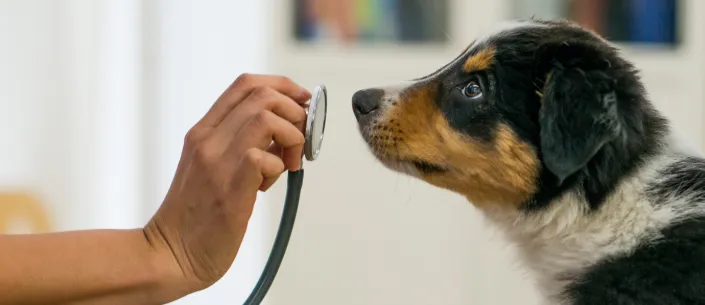 przygotowanie zwierzęcia do wizyty weterynarza transporter