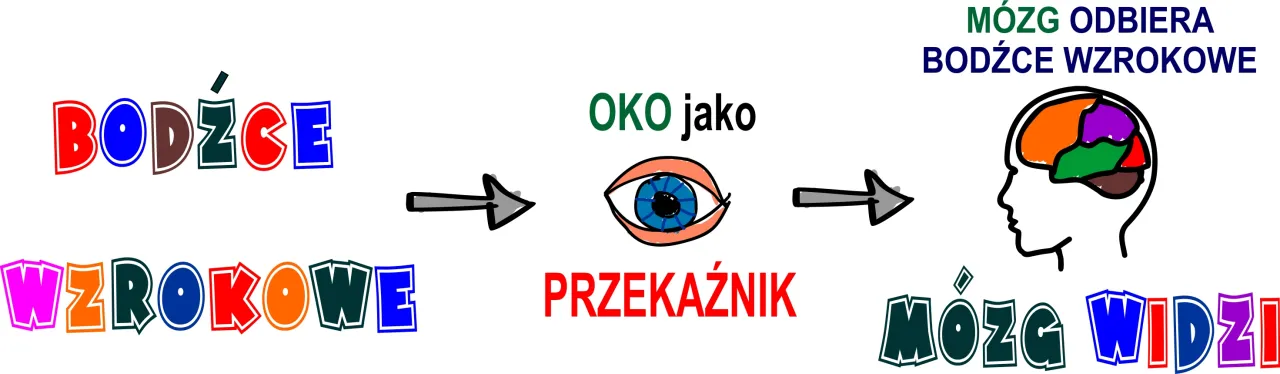 Rozw&oacute;j płodu zmysł wzroku